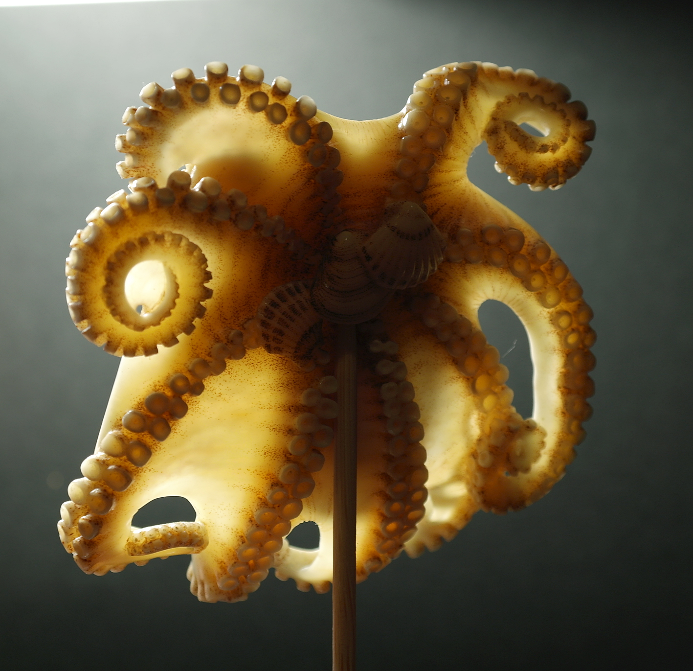 Octopus026